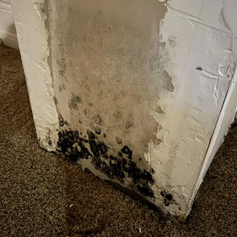Professional Mold Removal in Bradford, ME